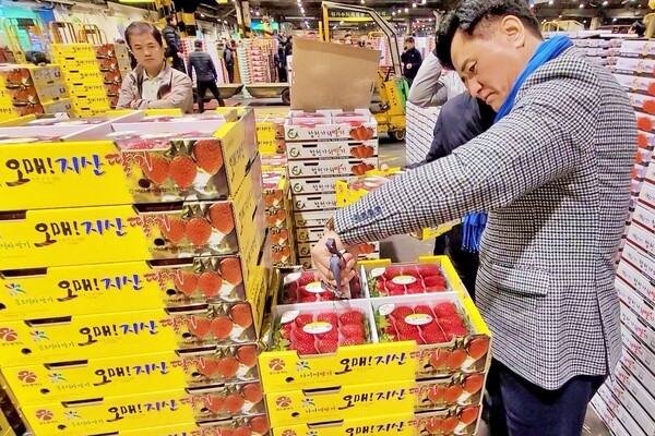 구상봉 북광주농협 조합장은 오매 지산딸기의 당도를 꼼꼼히 점검하고 있다.