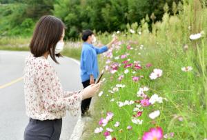[포토뉴스] 담양군, 눈길 사로잡는 가을 전령 코스모스