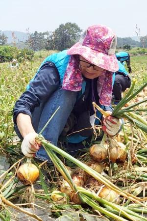 한국농어촌공사, 나주시 다시면 양파 수확 농가에서 영농도우미 활동